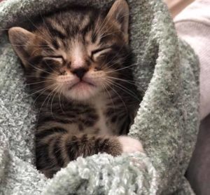 Cosmo the incredible kitten